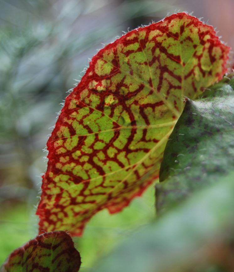 B. strigillosa